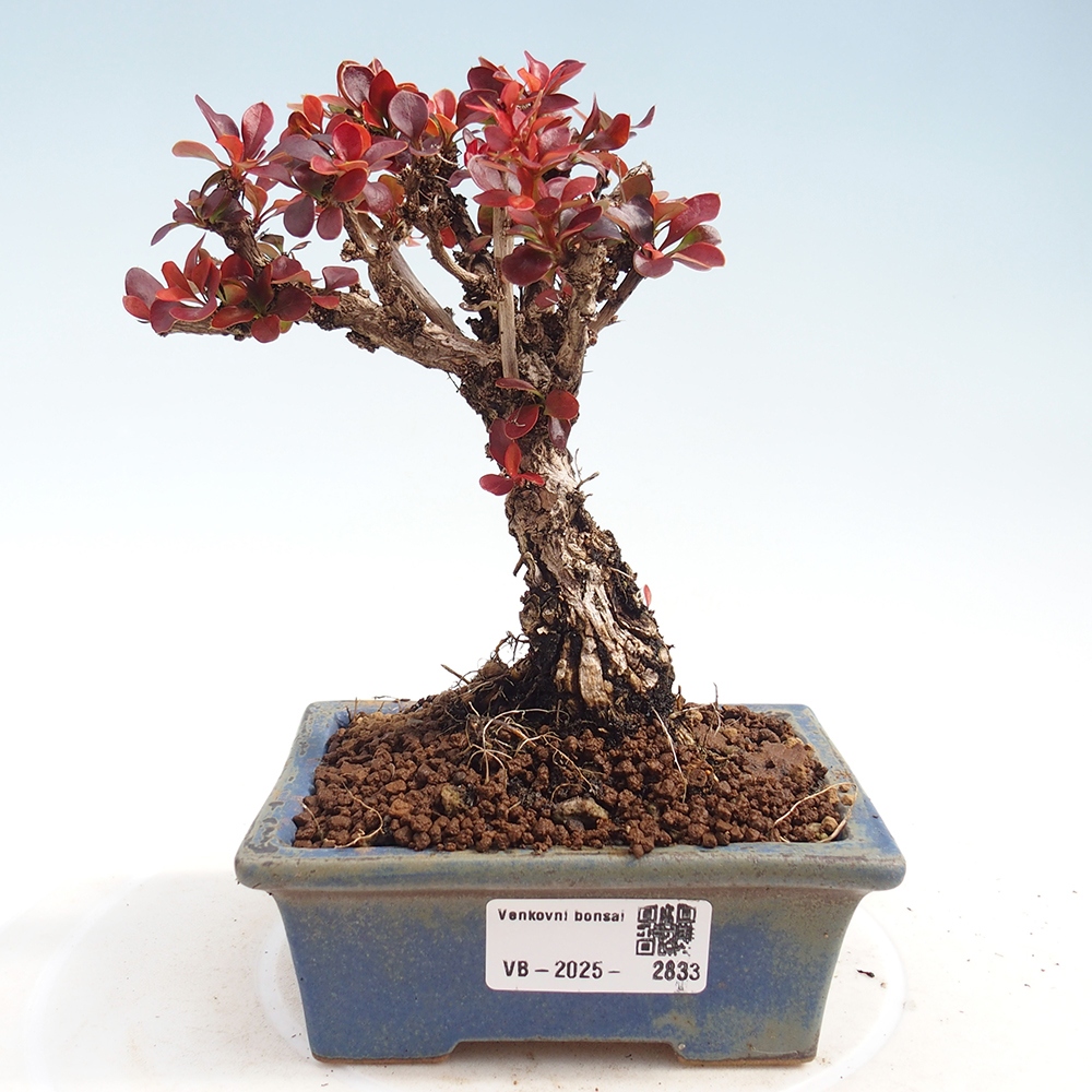 Venkovní bonsai - Berberis Thunbergii Bagatelle - Dřištál 