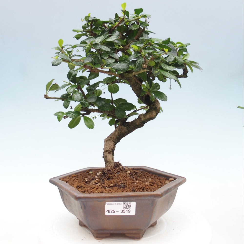 Pokojová bonsai - Carmona macrophylla - Čaj fuki