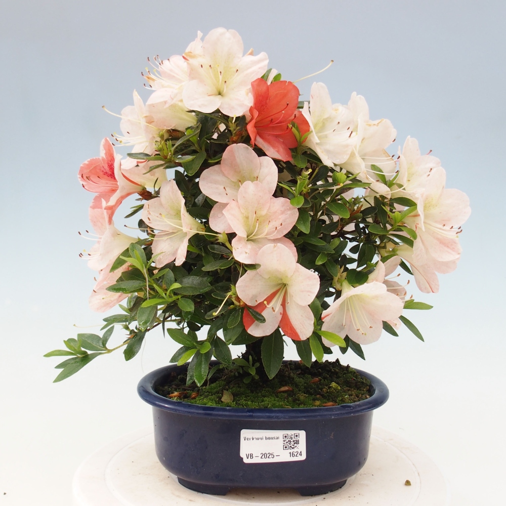 Venkovní bonsai - Japonská azalka - Azalea Asazakura
