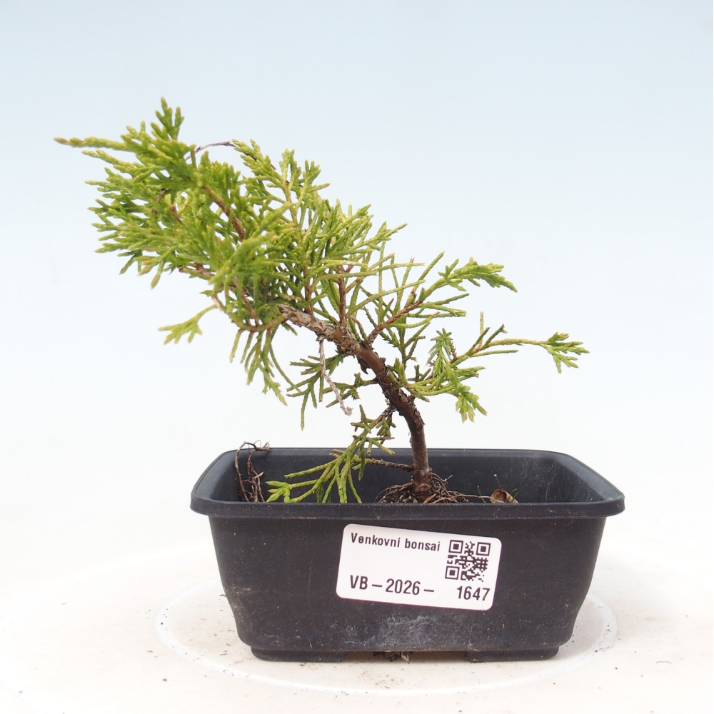 Venkovní bonsai - Juniperus chinensis Itoigawa -Jalovec čínský