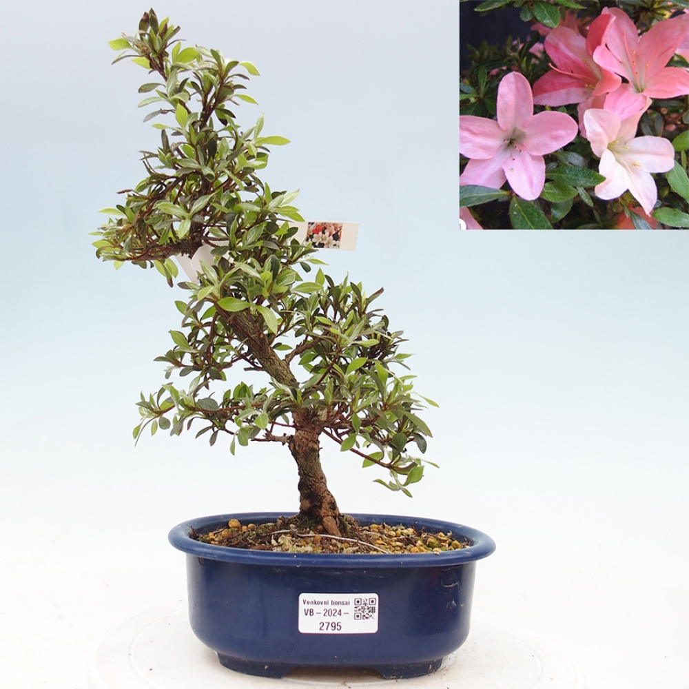 Venkovní bonsai - Japonská azalka - Azalea Nikko