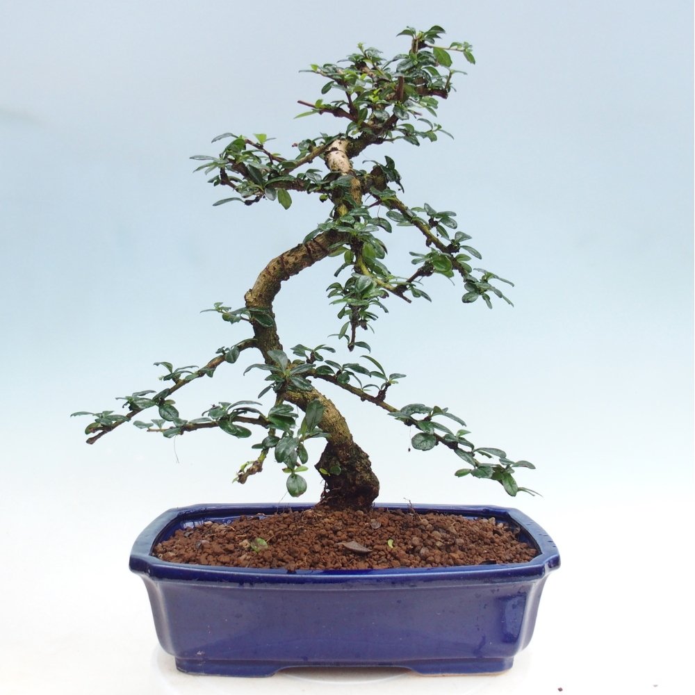 Pokojová bonsai - Carmona macrophylla - Čaj fuki
