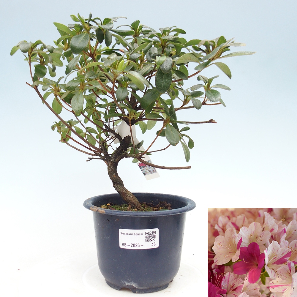 Venkovní bonsai - Japonská azalka - Azalea Kaminoyamakirin