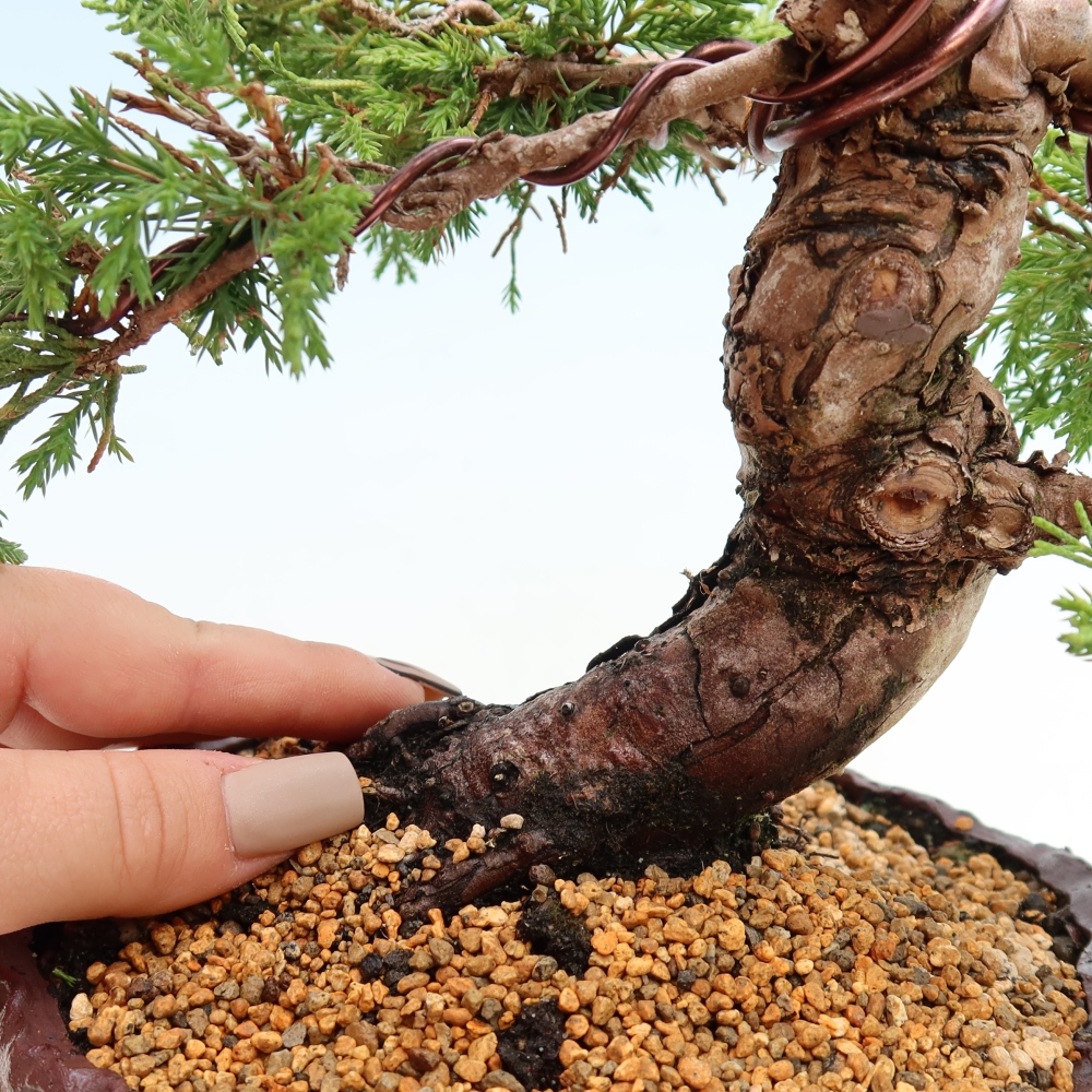 Venkovní bonsai - Juniperus chinensis Itoigawa-Jalovec čínský