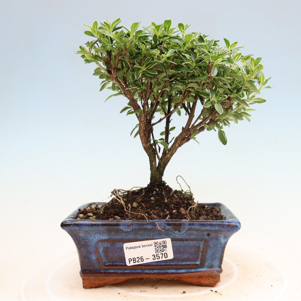 Pokojová bonsai - Serissa foetida Variegata - Strom tisíce hvězd