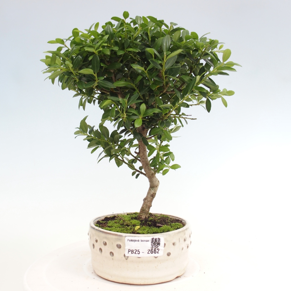 Pokojová bonsai - Ilex crenata - Cesmína