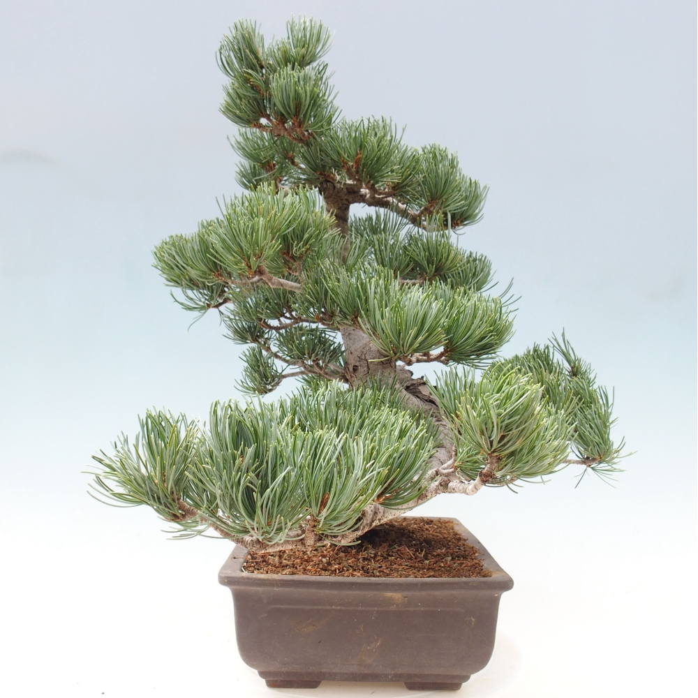 Venkovní bonsai - Pinus parviflora - Borovice drobnokvětá