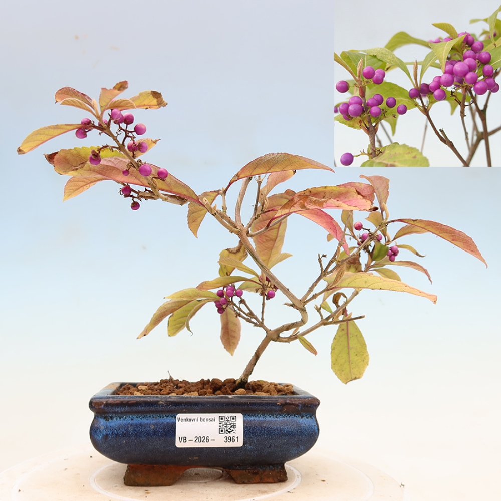 Venkovní bonsai - krásnoplodka - Callicarpa bodinierova profusion