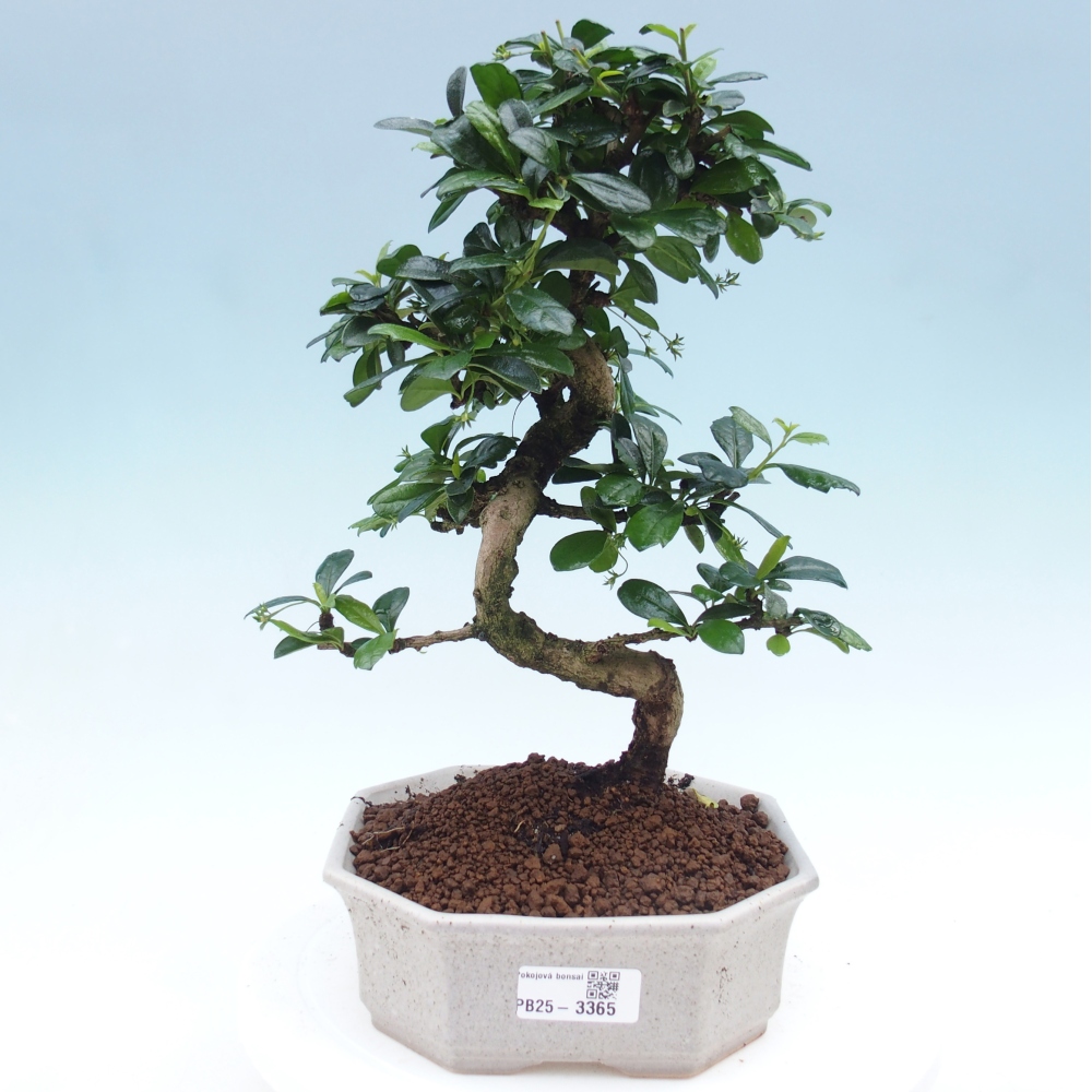 Pokojová bonsai - Carmona macrophylla - Čaj fuki