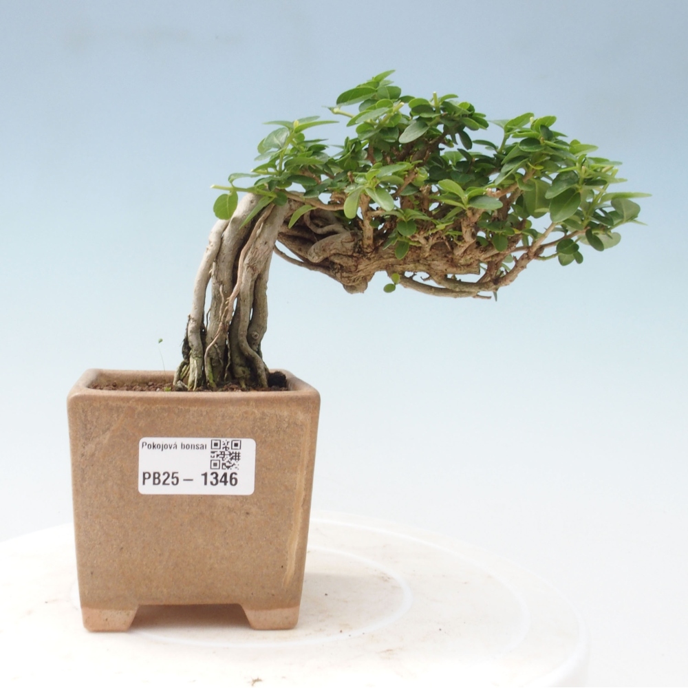 Pokojová bonsai - Premna serratifolia  - Kozlovoň malolistá
