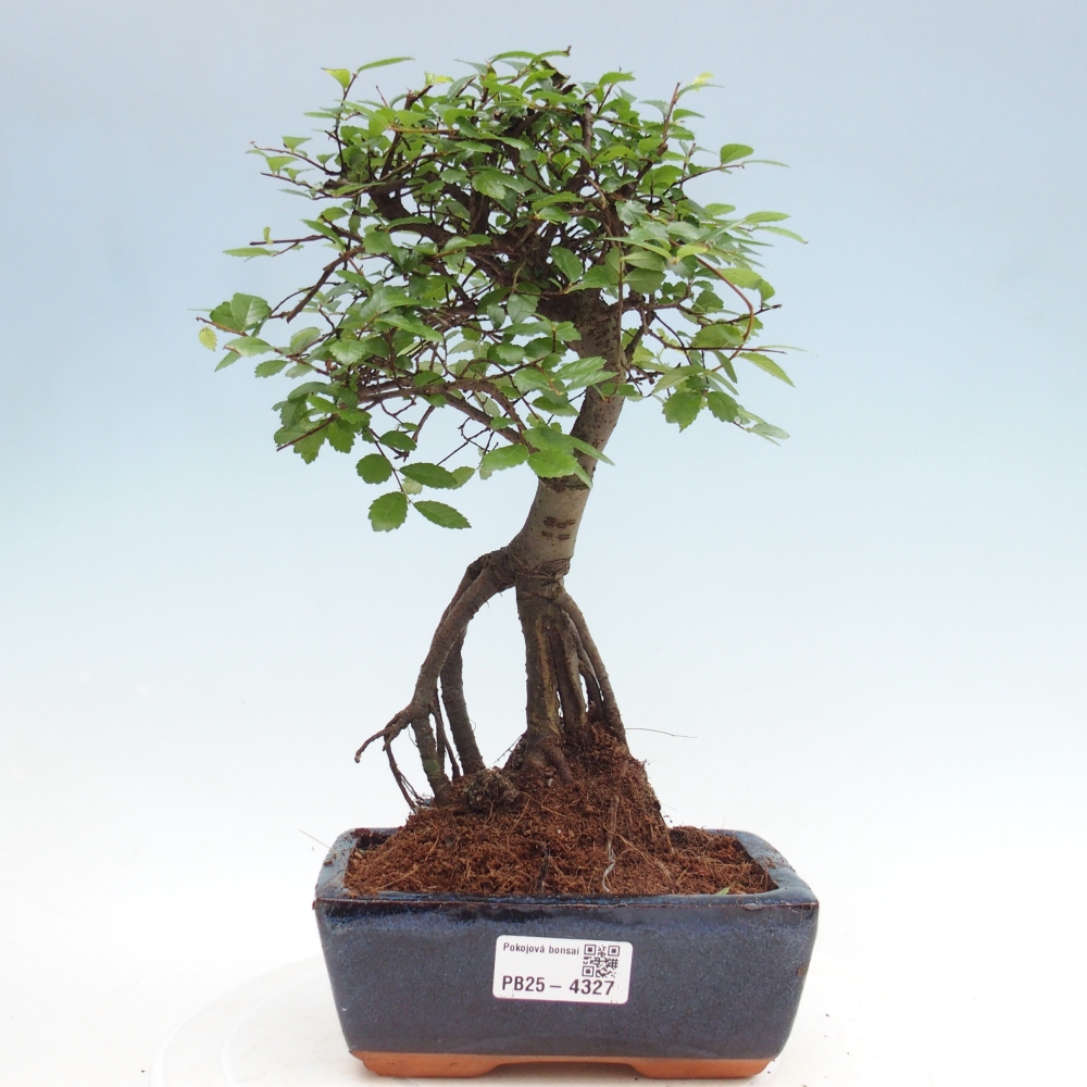 Pokojová bonsai - Ulmus parvifolia - Malolistý jilm