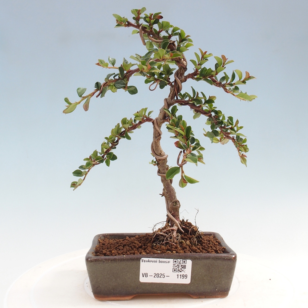 Venkovní bonsai-Cotoneaster horizontalis - Skalník