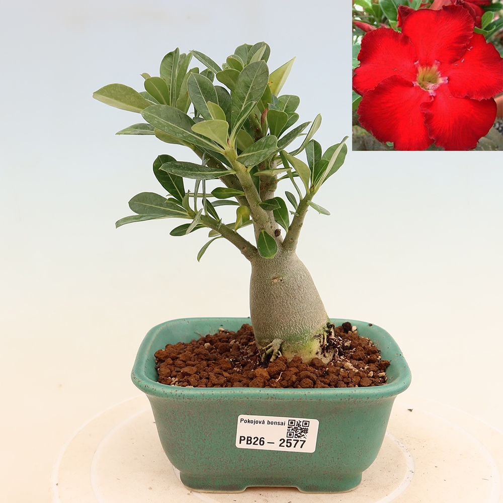 Pokojová bonsai - Adenium obesum Red Star - Pouštní růže
