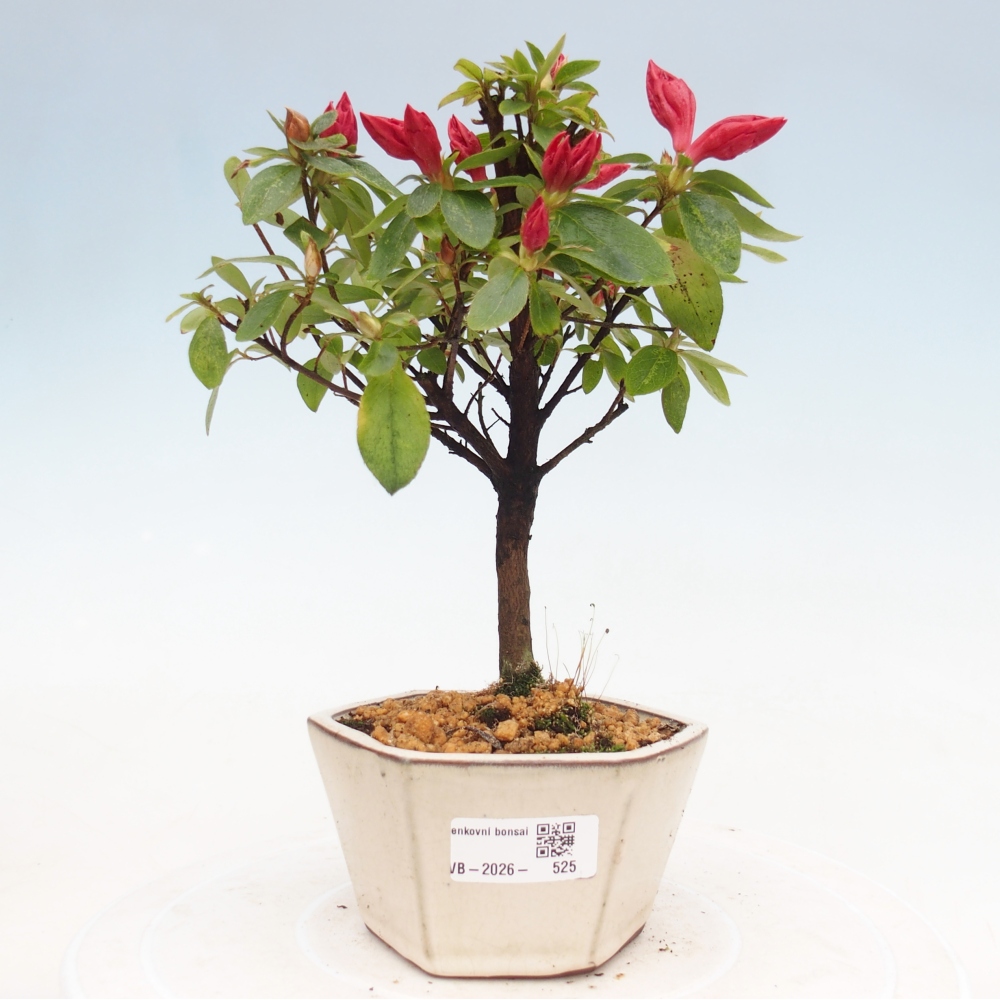 Venkovní bonsai - Japonská azalka - Azalea sp.
