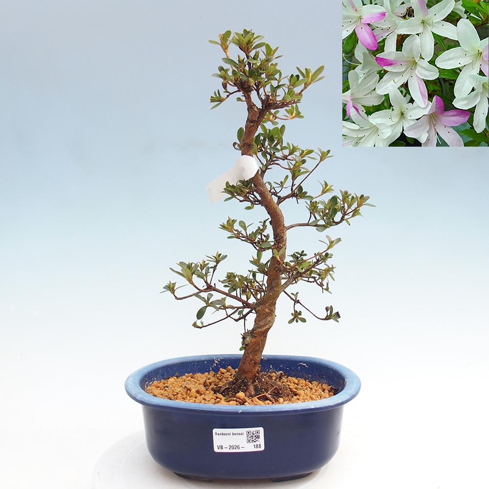 Venkovní bonsai - Japonská azalka - Azalea Yukigesho