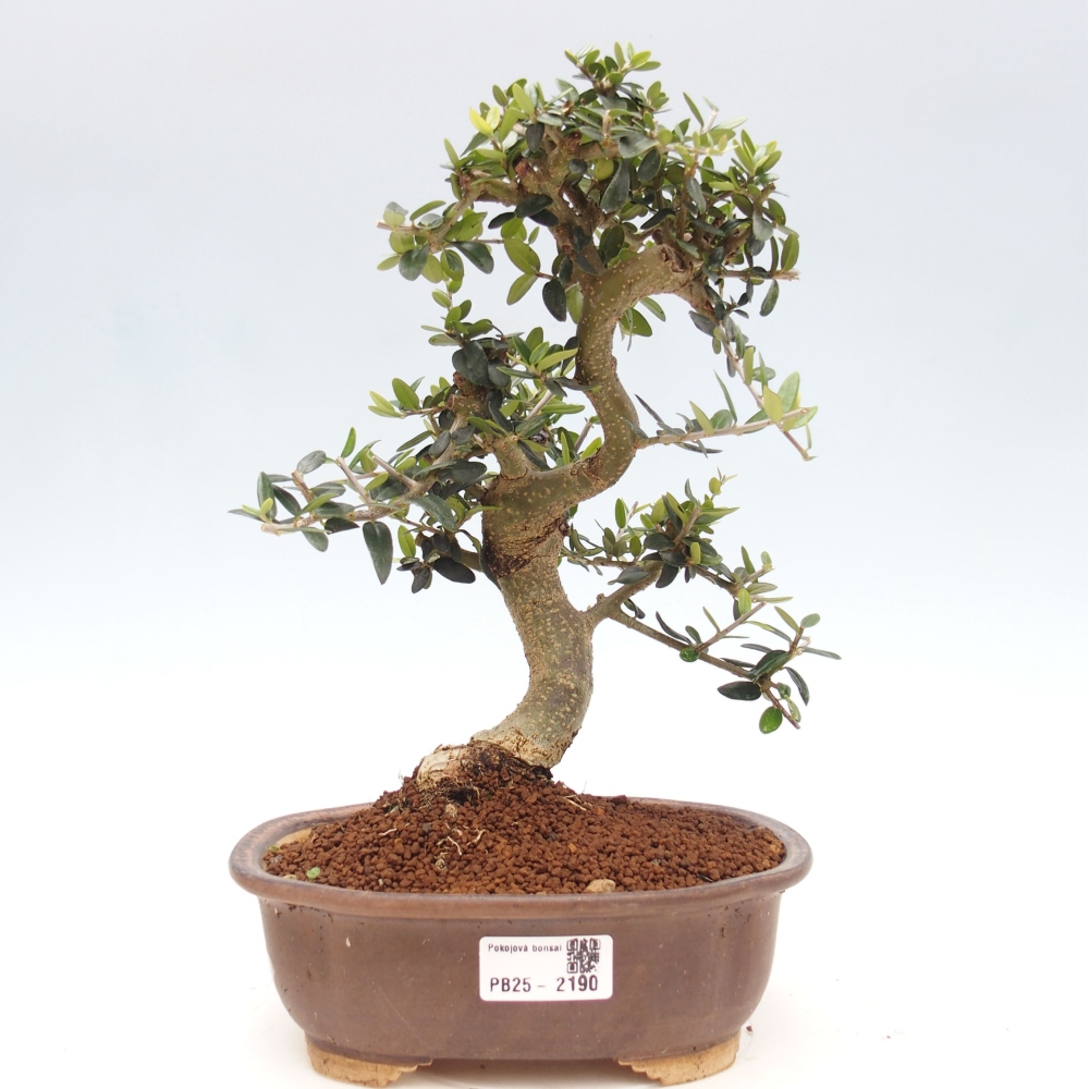 Pokojová bonsai - Olea europaea sylvestris -Oliva evropská drobnolistá