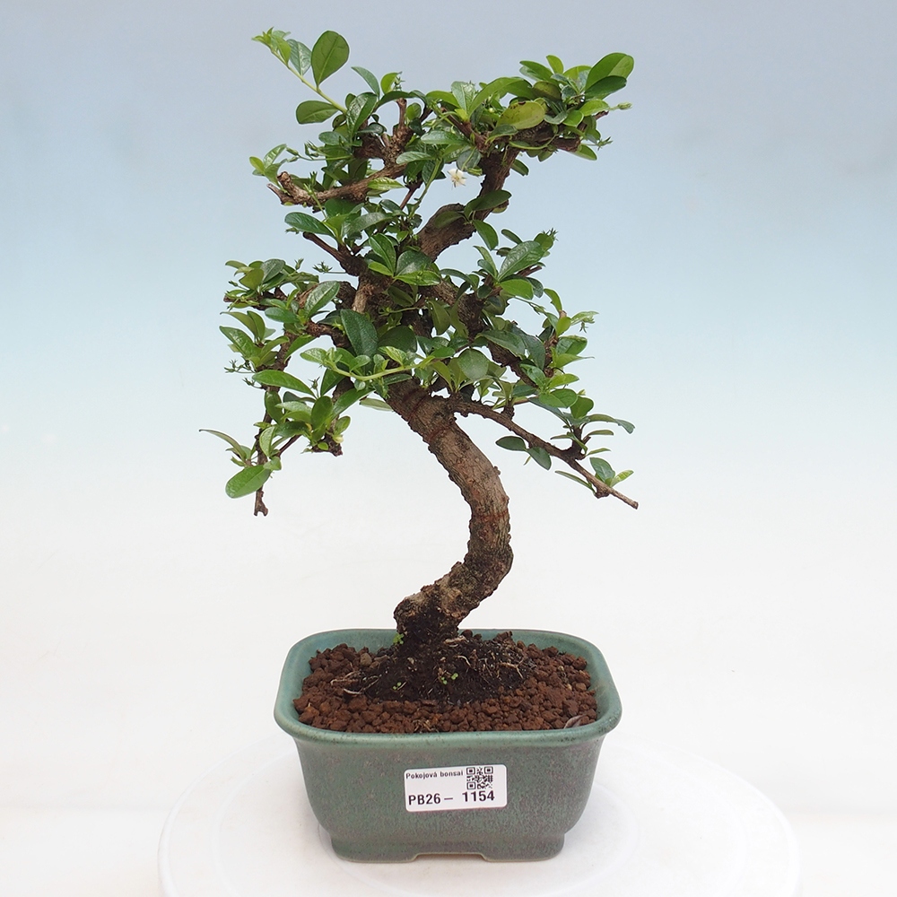 Pokojová bonsai - Carmona macrophylla - Čaj fuki