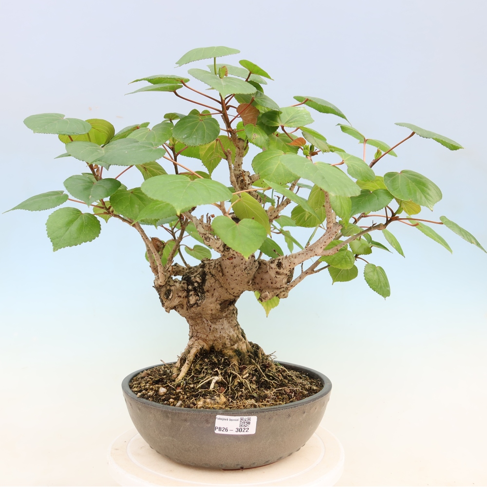 Pokojová bonsai - Hibiscus tiliaceus - Ibišek lípovitý, morský