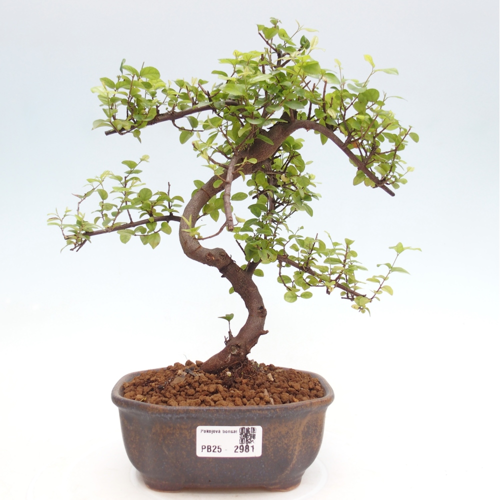 Pokojová bonsai - Sagerécie thea - Sagerécie thea