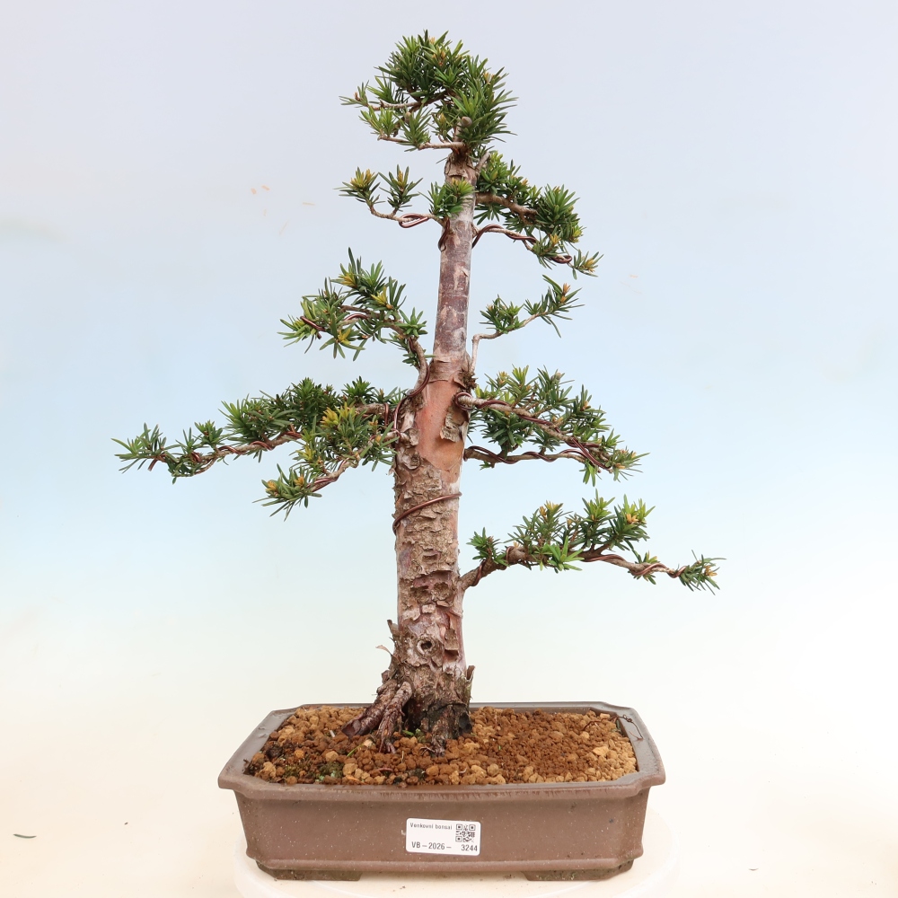 Venkovní bonsai - Taxus cuspidata  - Tis japonský