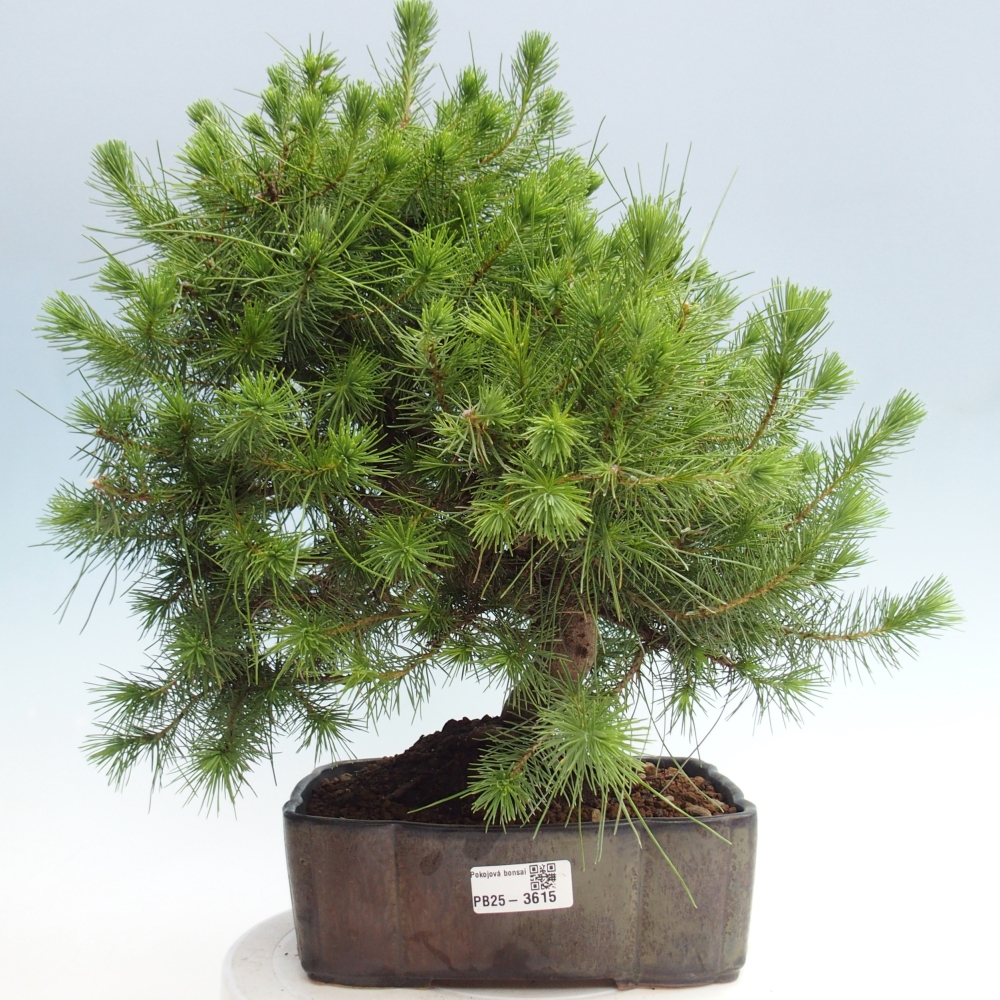 Pokojová bonsai-Pinus halepensis-Borovice alepská