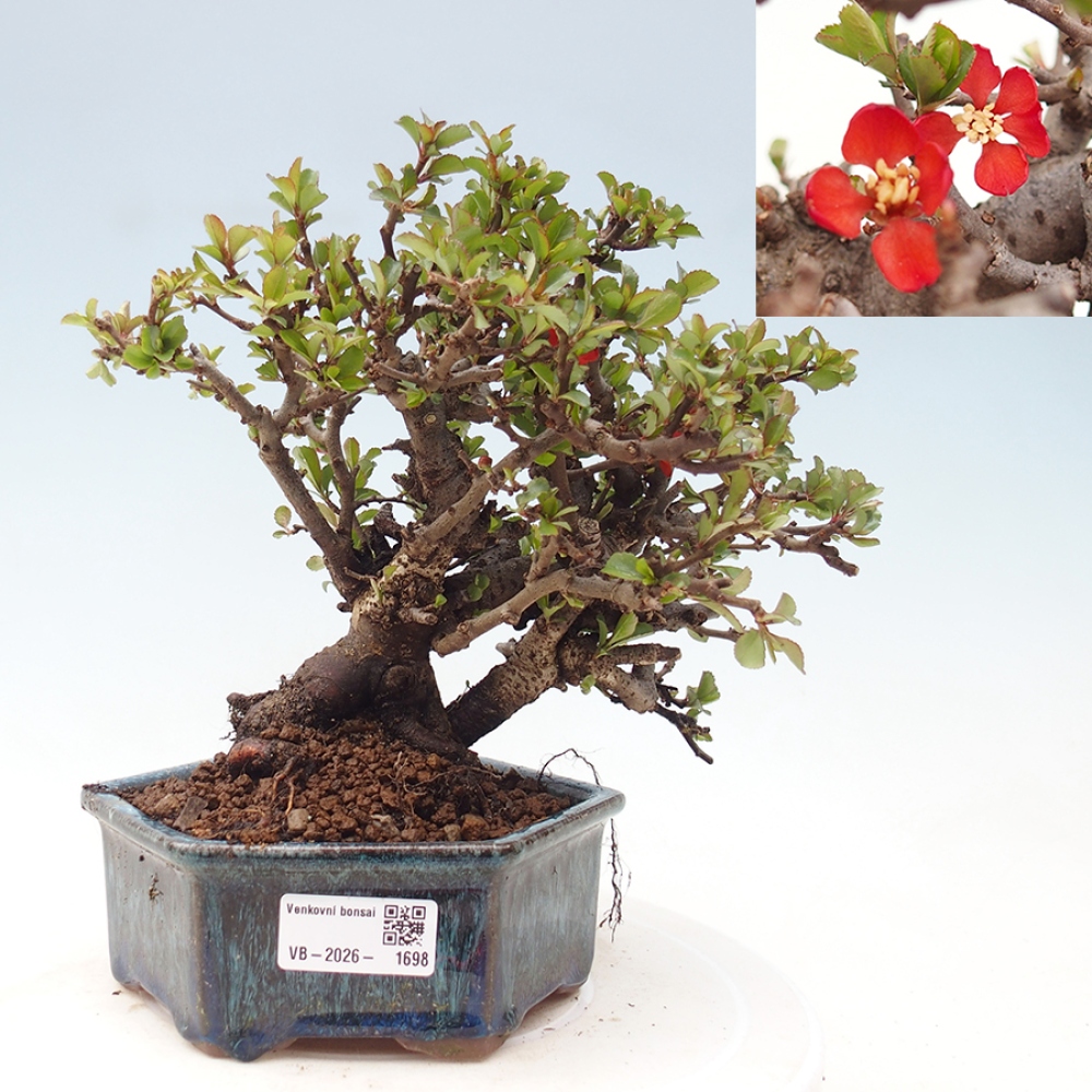 Venkovní  bonsai -  Chaneomeles speciosa - Kdoulovec ozdobný