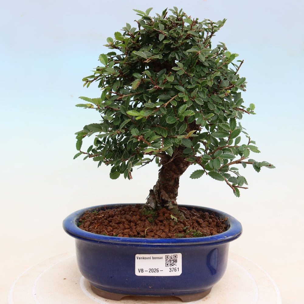 Venkovní bonsai - Zelkova - Zelkova NIRE
