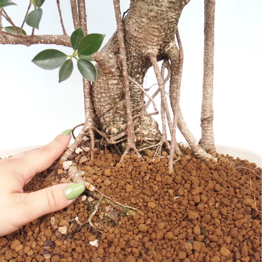 Pokojová bonsai - Ficus kimmen -  malolistý fíkus - POUZE OSOBNÍ ODBĚR nebo paletová přeprava