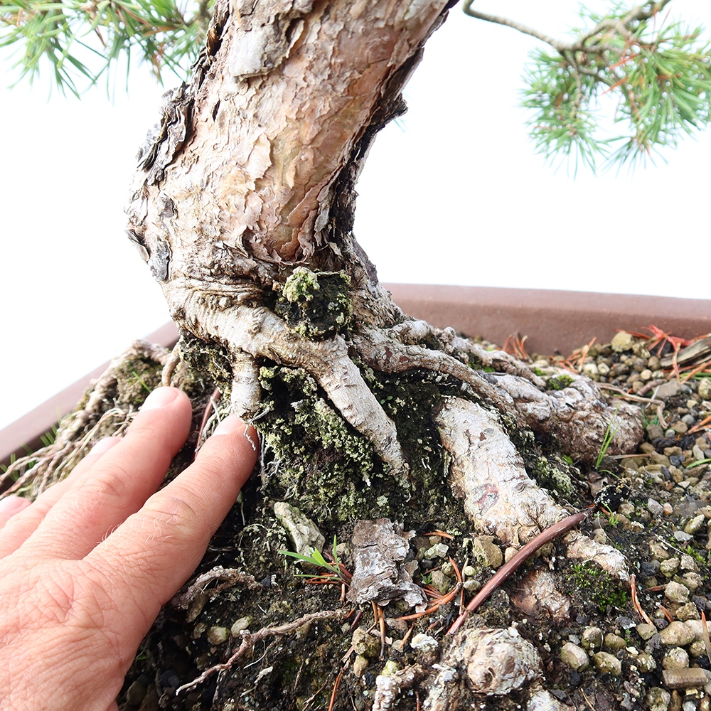 Pinus sylvestris Španělsko - borovice lesní