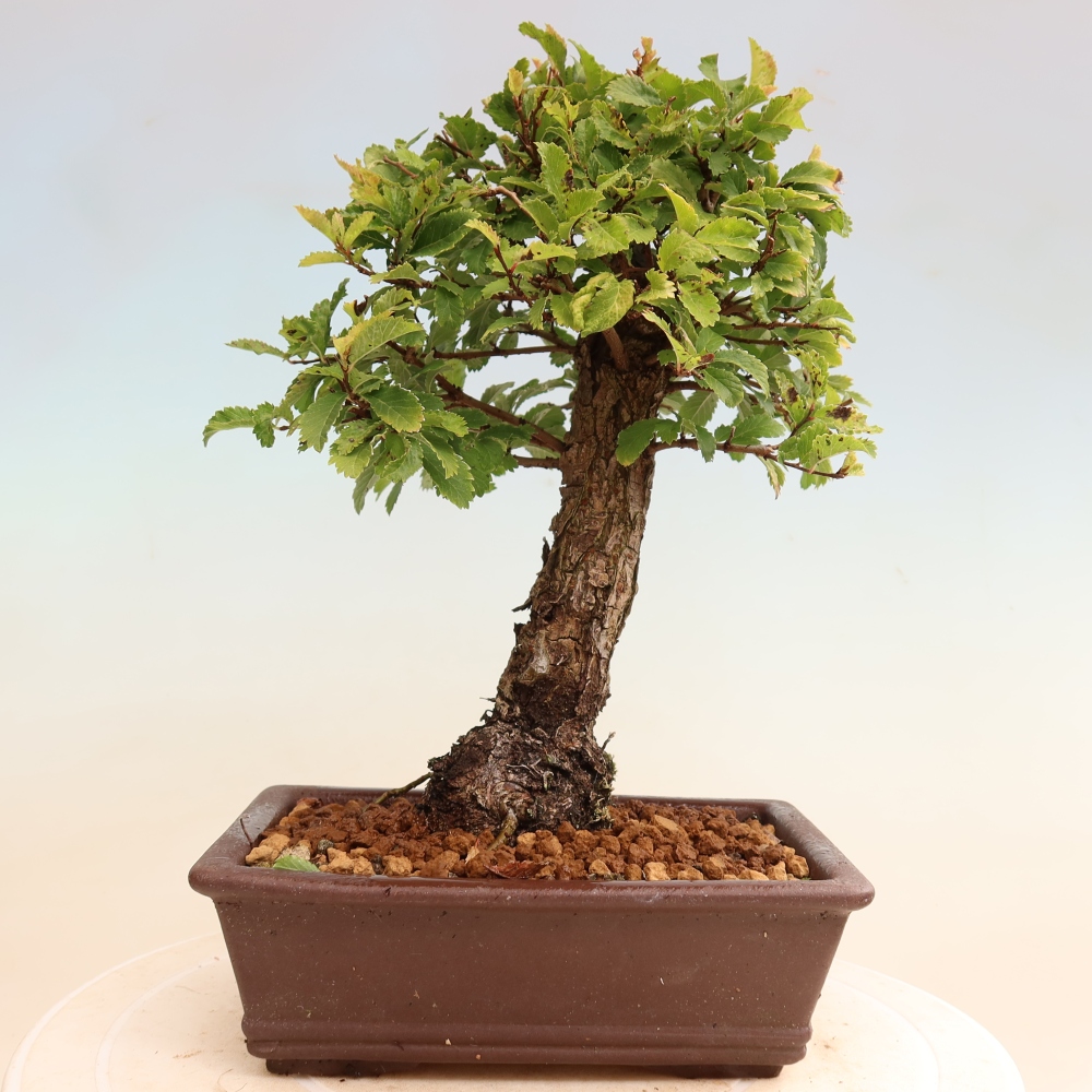 Venkovní bonsai - Zelkova - Zelkova NIRE