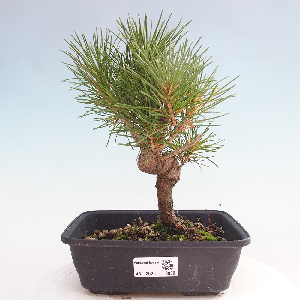 Venkovní bonsai - Pinus thunbergii - Borovice thunbergova