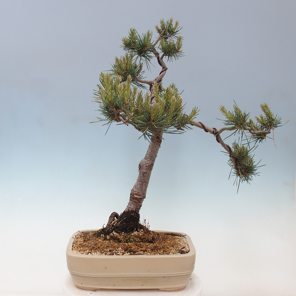 Venkovní bonsai - Pinus Sylvestris Watererri - Borovice lesní