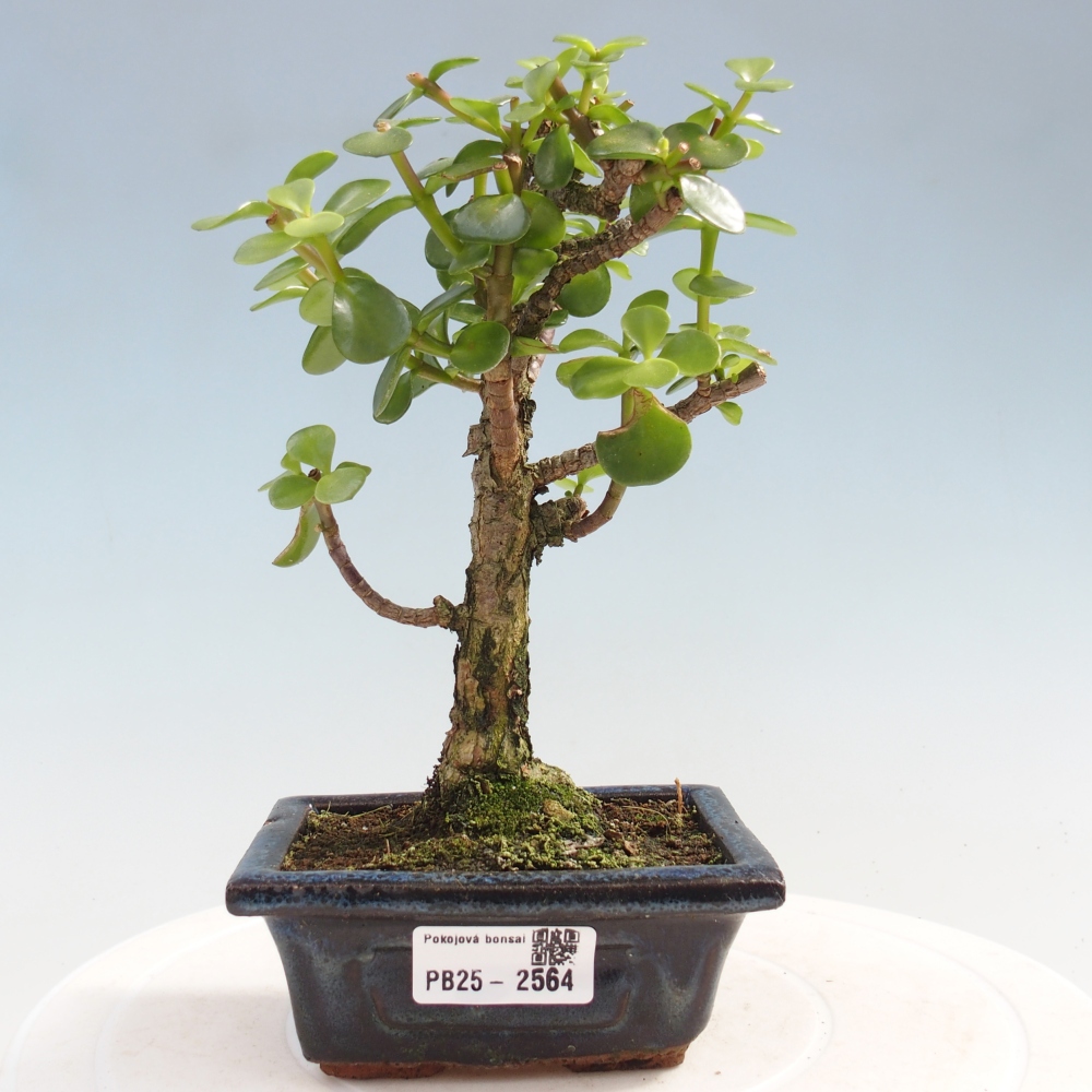 Pokojová bonsai - Portulakaria Afra - Tlustice
