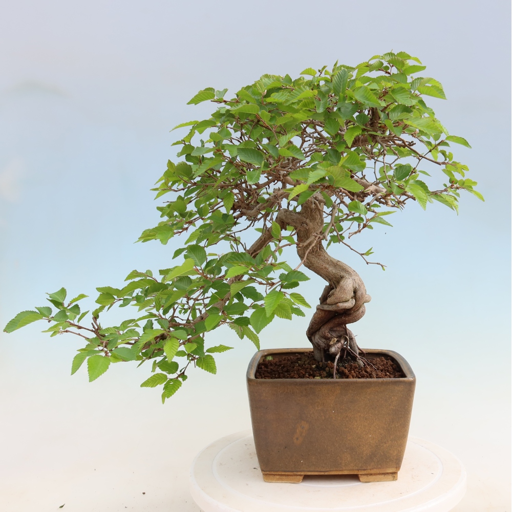 Venkovní bonsai -Carpinus Coreana - Habr korejský