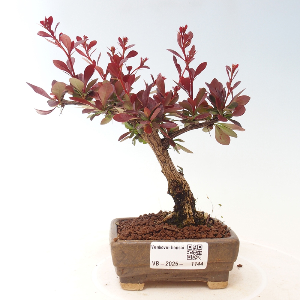 Venkovní bonsai - Berberis thunbergii Kobold - Dřištál Thunbergův
