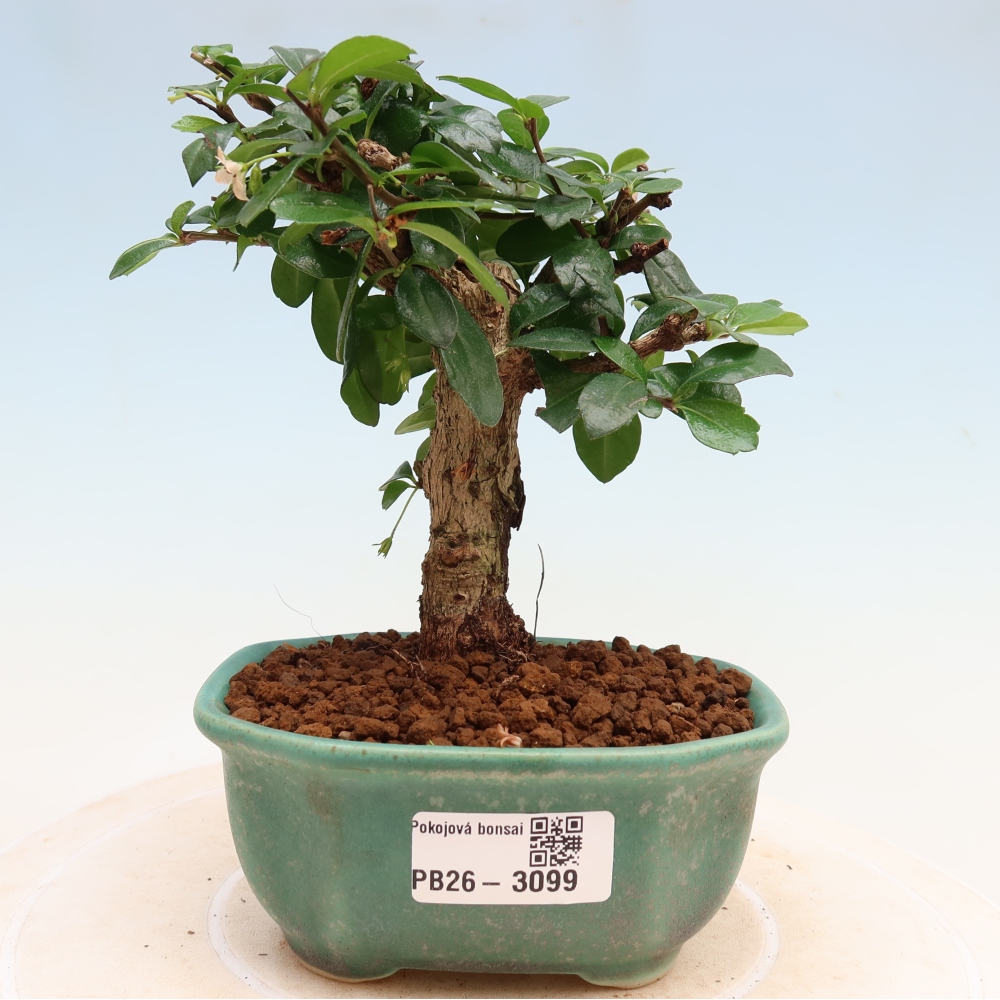 Pokojová bonsai - Carmona macrophylla - Čaj fuki