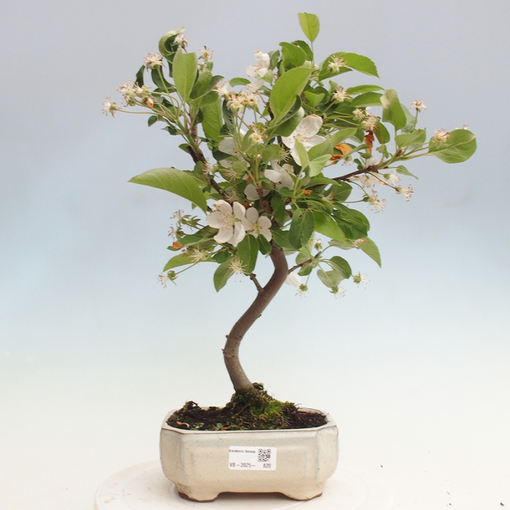 Venkovní bonsai -Malus halliana - Maloplodá jabloň