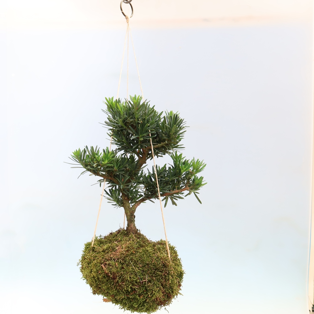 Kokedama v keramice -Podocarpus - Kamenný tis