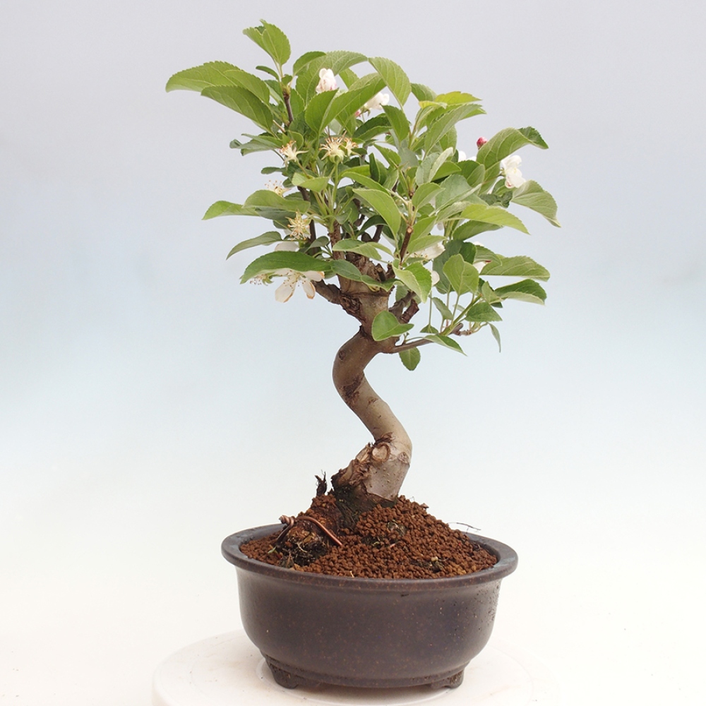 Venkovní bonsai -Malus halliana - Maloplodá jabloň