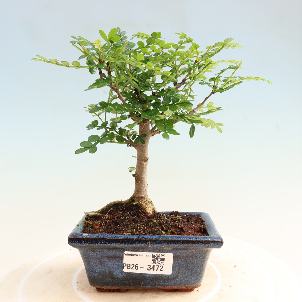 Pokojová bonsai - Zantoxylum piperitum - pepřovník