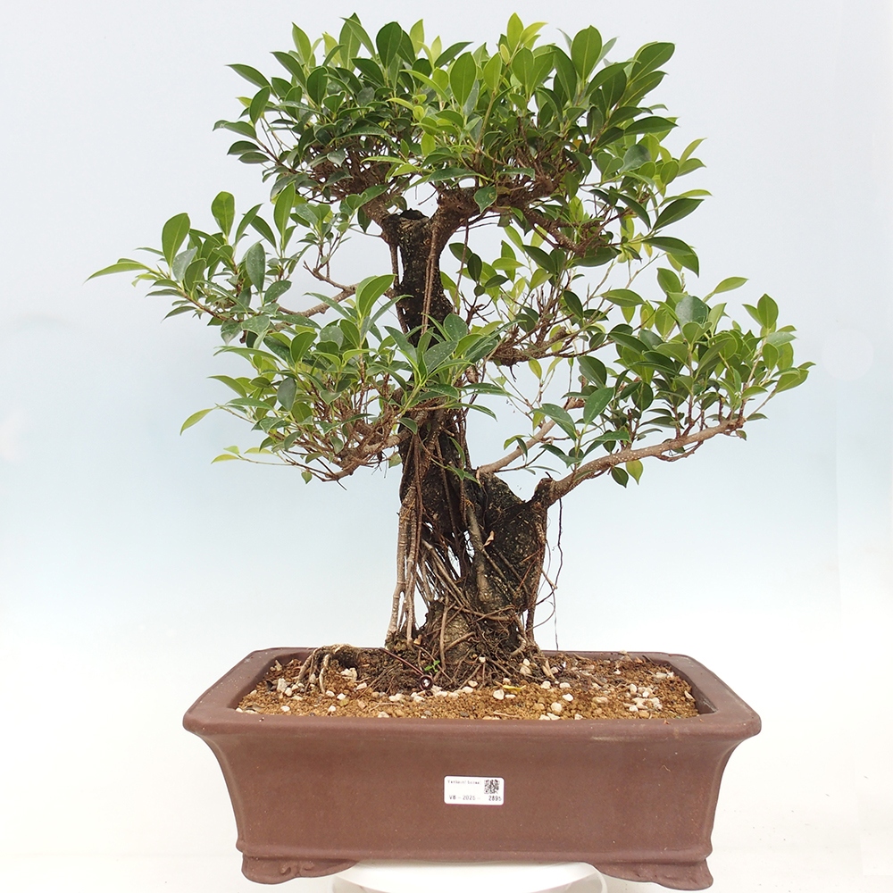 Pokojová bonsai - Ficus kimmen -  malolistý fíkus - POUZE OSOBNÍ ODBĚR nebo paletová přeprava
