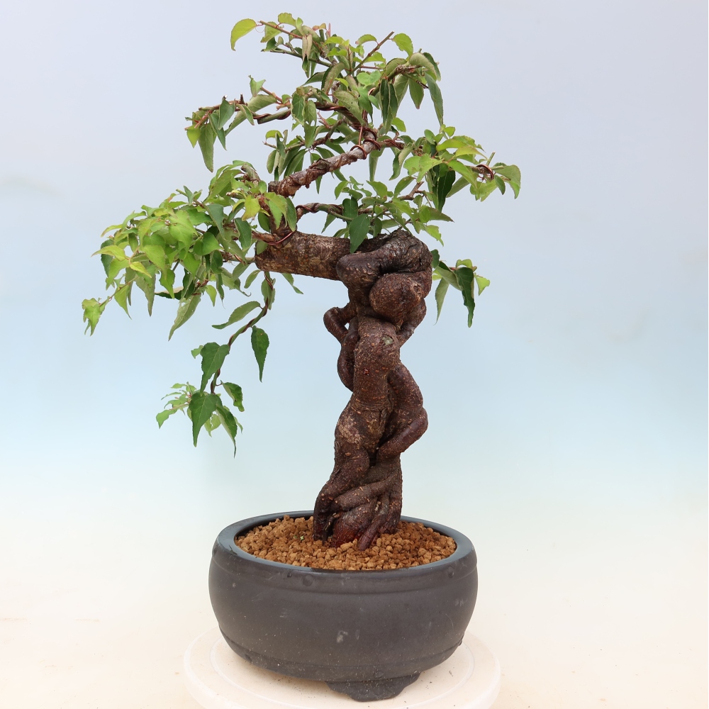 Venkovní bonsai -Japonská meruňka - Prunus Mume