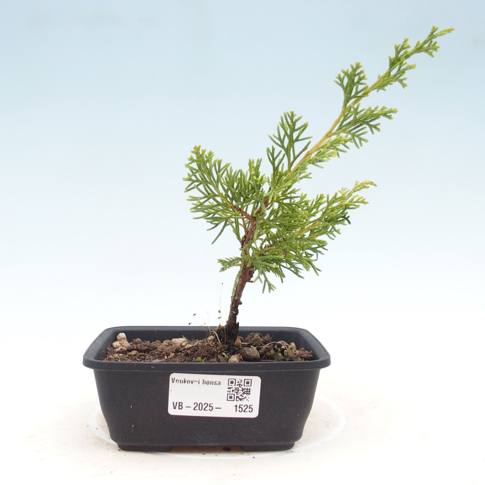 Venkovní bonsai - Juniperus chinensis Itoigawa -Jalovec čínský