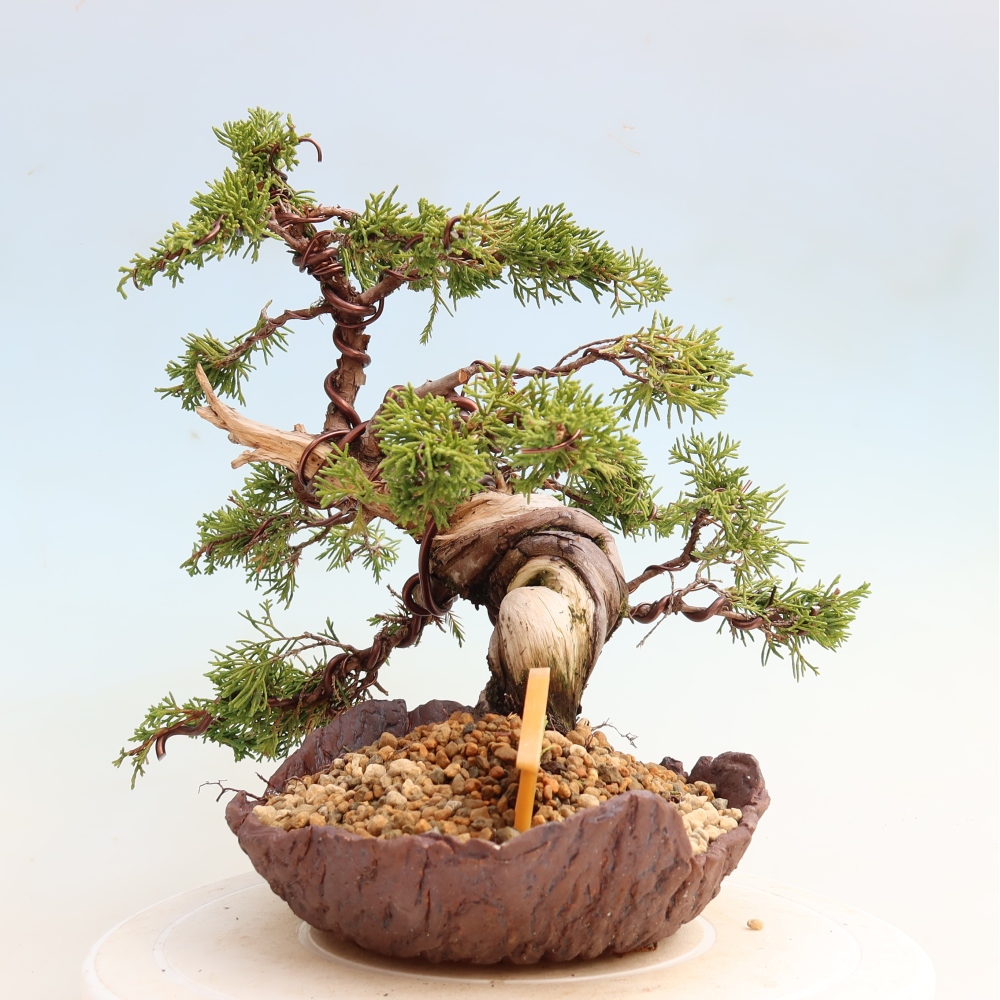 Venkovní bonsai - Juniperus chinensis Itoigawa-Jalovec čínský