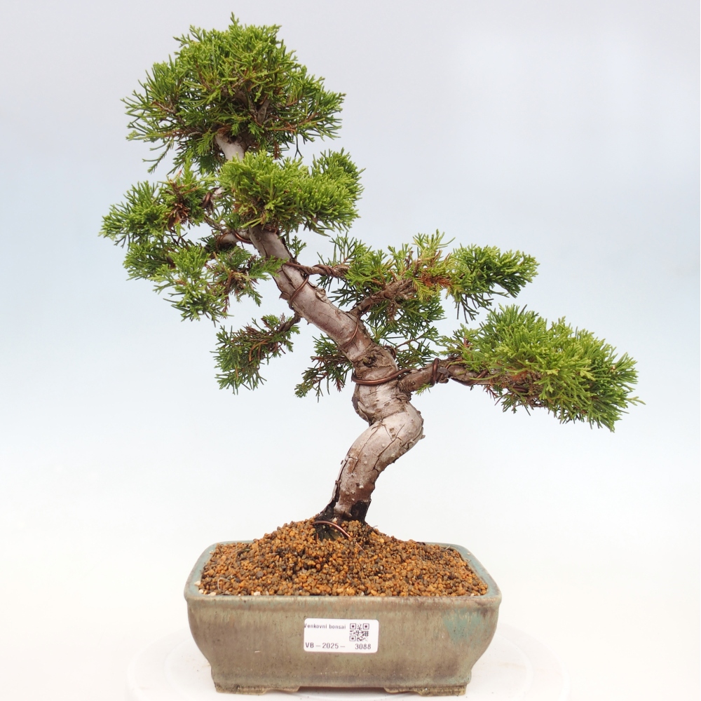 Venkovní bonsai - Juniperus chinensis Itoigawa -Jalovec čínský