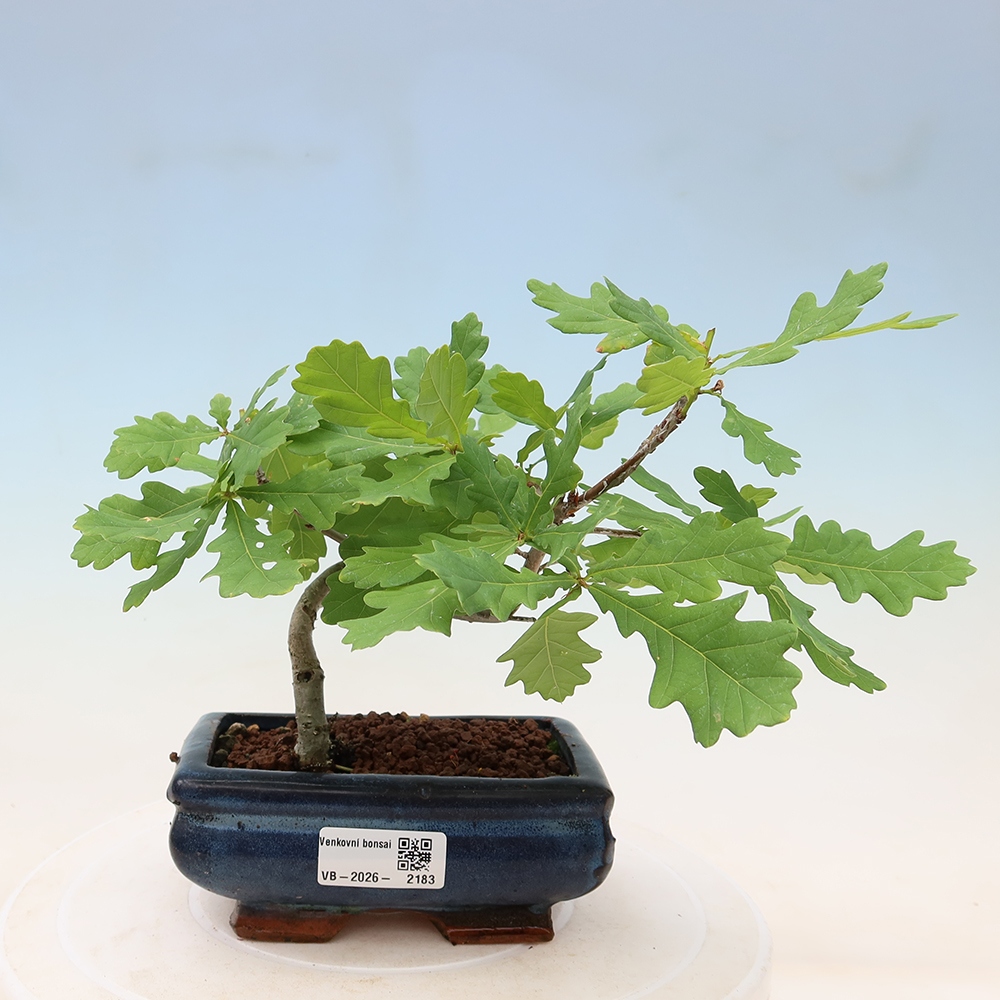Venkovní bonsai - Quercus robur - Dub letní