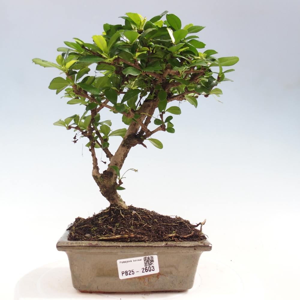 Pokojová bonsai - Carmona macrophylla - Čaj fuki