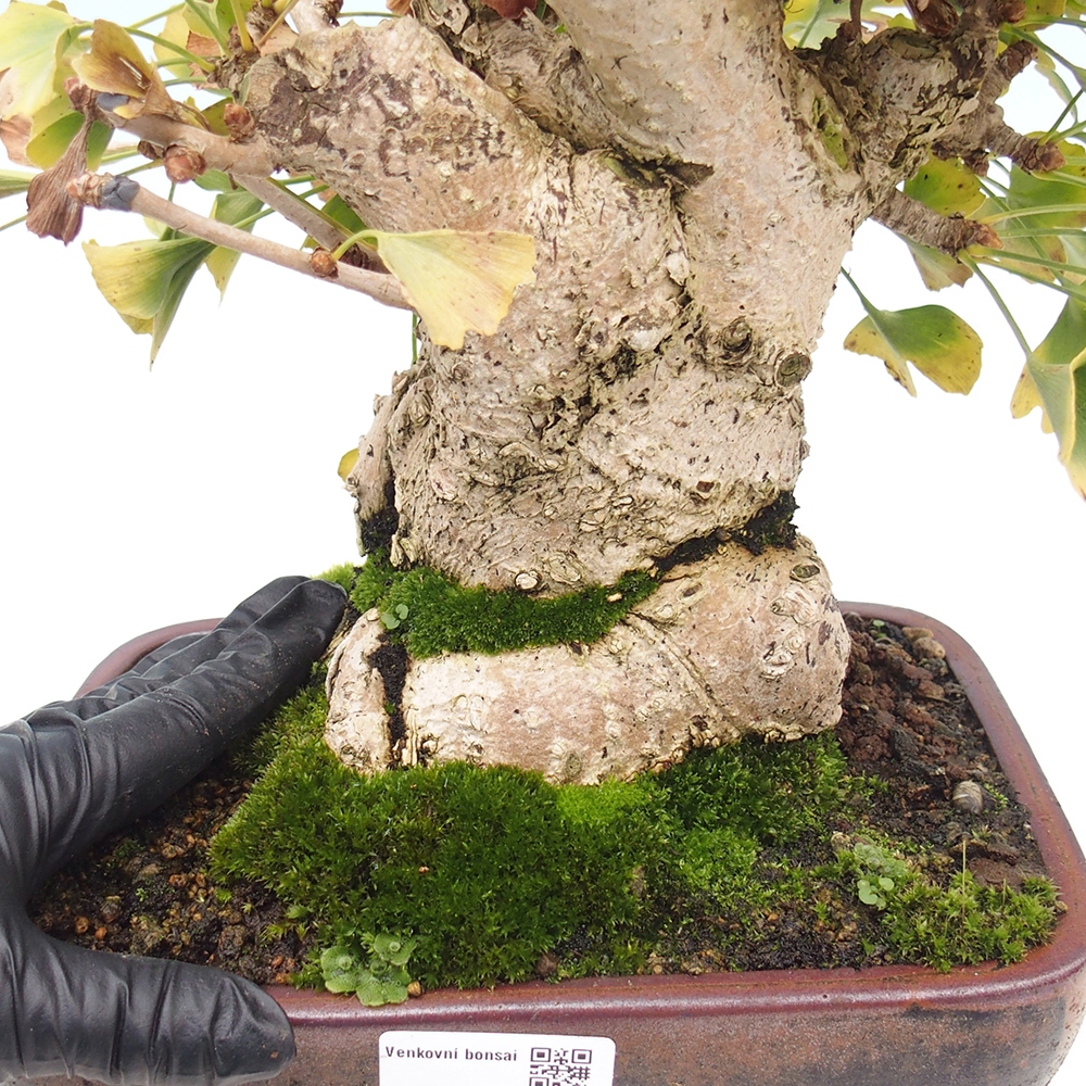 Venkovní bonsai - Jinan dvoulaločný - Ginkgo biloba