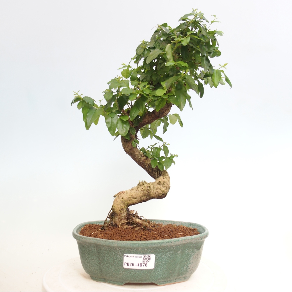 Pokojová bonsai -Ligustrum chinensis - Ptačí zob