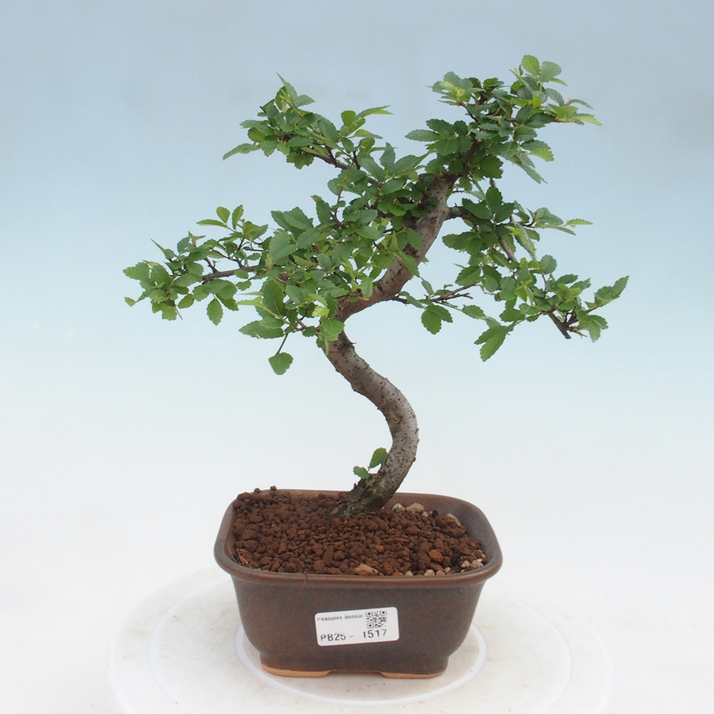 Pokojová bonsai-Malolistý jilm 